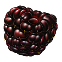 Blackberry — fruit emoji for Slack & Discord