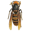 Murder Hornet — animal emoji for Slack & Discord