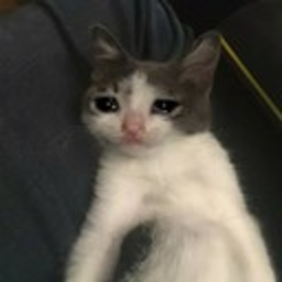 Cat 2 — cat emoji for Slack & Discord (Discord)