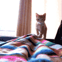 Kitty Pounce — cat emoji for Slack & Discord