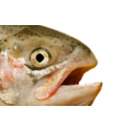 Salmon Says — fish emoji for Slack & Discord (Discord)
