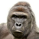 Harambe — animal emoji for Slack & Discord