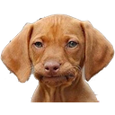 Disappointed Dog — dog emoji for Slack & Discord