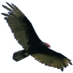 Vulture — animal emoji for Slack & Discord (Discord)