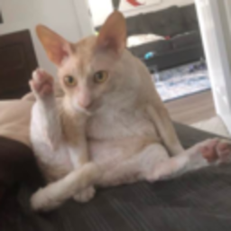 Diggy — cat emoji for Slack & Discord (Discord)